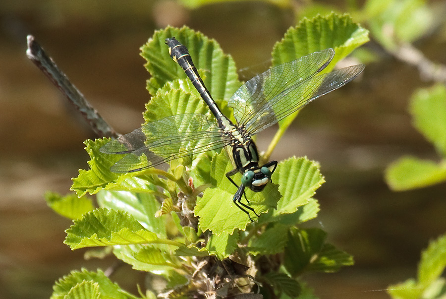 Gomphus vulgatissimus